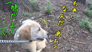 初めての緑地公園にドキドキの子犬（ゴールデンレトリバー生後3カ月後半）