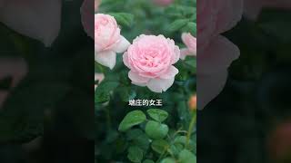 瑞典女王月季