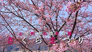 2019上関城山さくらまつり[河津桜]