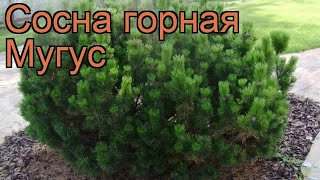 Сосна горная Мугус (pinus mugo mughus) 🌿 горная сосна Мугус обзор: как сажать, саженцы сосны Мугус