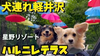 犬連れ軽井沢/星野リゾートハルニレテラス[チワックスるなときなこ]