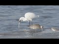 コサギ　大きな魚を食べる　美しい日本の野鳥