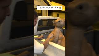 'mashallah camel'meme 3d remake! #animals