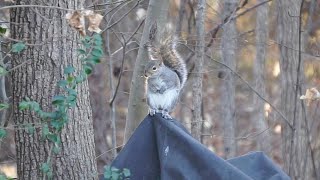 Eastern Gray Squirrels foraging