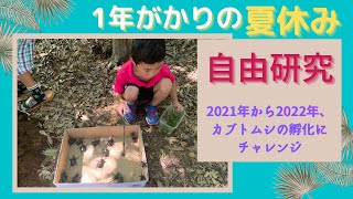 【自由研究】1年がかりの夏休み自由研究！カブトムシを捕まえて孵化させるまで！hatching beetles