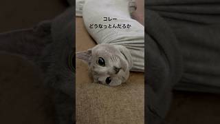 何事？　#Shorts #ロシアンブルー　#ねこ　#ねこ動画　#cat #猫　#russianblue