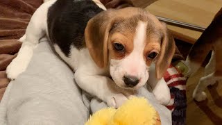 追いかけるより追われたい ～ 生後2か月の子犬と仲良くなるまで #6【ビーグル多頭飼い】Beagle Puppy