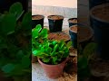 How to repot kalanchoe #shorts #trending #nishthamahant