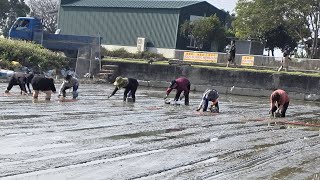 竹塘鄉農會打造食農教育遊程　單株插秧體驗帶你下田趣