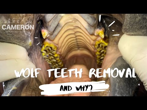 Do mules have wolf teeth?