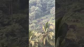 മലഞ്ചരുവിൽ നിന്ന് ഒരു സായാനം #bollywood #song #trending #shorts #shortvideo #traveling #shortsvideo