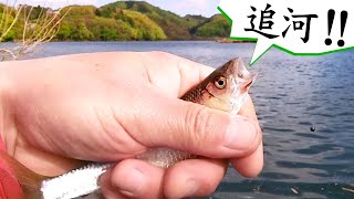 オイカワを釣って食う【美味しいフライ】