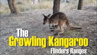 The Growling Kangaroo Flinders Ranges