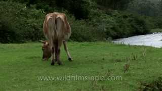 The lush green pastures of Munnar