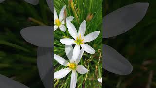 WHITE SAFFRON IN LAHORE CLIMATE.. SAFAID ZAFRAN FLOWERS 💐