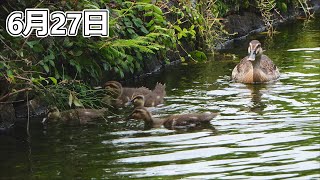 大雨の前に　葵区城北公園のカルガモ親子 2024年6月27日