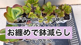 [多肉植物]お纏めでビック缶へ^_^ビック缶いいわぁ〜