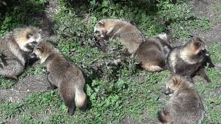 東山動物園　たぬきの家族　ひなたぼっこ　癒し　TANUKI