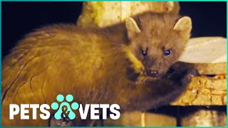 Wild Pine Marten Must Learn How To Survive On It's Own | Animals After Dark