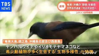 【速報】奄美・沖縄の「登録」を勧告 世界自然遺産 ７月正式決定へ