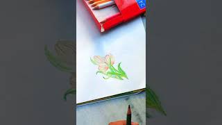 watercolor pencil drawing |flowers drawing #shorts