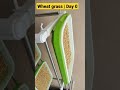 Wheat grass | 250321 | Day 0 | Hydroponics