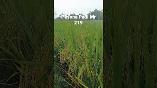 PESONA PADI MR 219