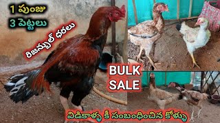 తూర్పు విడికాళ్ళ బ్రీడ్||టాప్ క్వాలిటీ కోళ్ళు||97036 20267