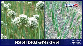 মসলা চাষে বদলে গেছে গ্রামের চিত্র | Spices | News24