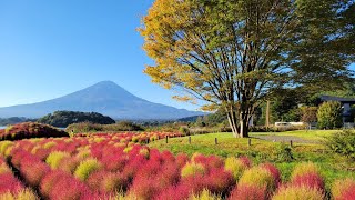 秋の河口湖・西湖を巡る🗻大石公園も実に最高です。Fuji Mountain🗻 Lake Kawaguchi🗻JAPAN