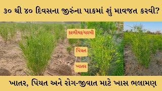 ૩૦ થી ૪૦ દિવસના જીરુંના પાકમાં શું માવજત કરવી? | jiru ma mavjat | jiru | જીરું | લીલો સુકારો | ચરમી