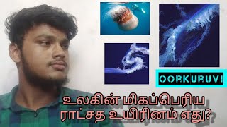 உலகின்  மிகப்பெரிய ராட்சத உயிரினம் எது?