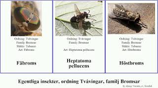 Egentliga insekter, ordning Tvåvingar, familj Bromsar insect sudeticus Blankpannad Cherokee apica