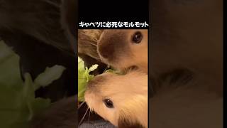 キャベツに必死なモルモット#ライブ配信 #モルモット #guineapig