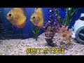 原创国外水族探店视频，看看这个水族市场和咱们有什么不同？