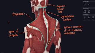 Lockdown Anatomy with Prof Alice Roberts #2: Pectoral girdle and shoulder - joints and muscles