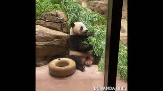 #Giantpanda #xiaoqiji boo, treats, sleep and repeat 🐼🎋💤