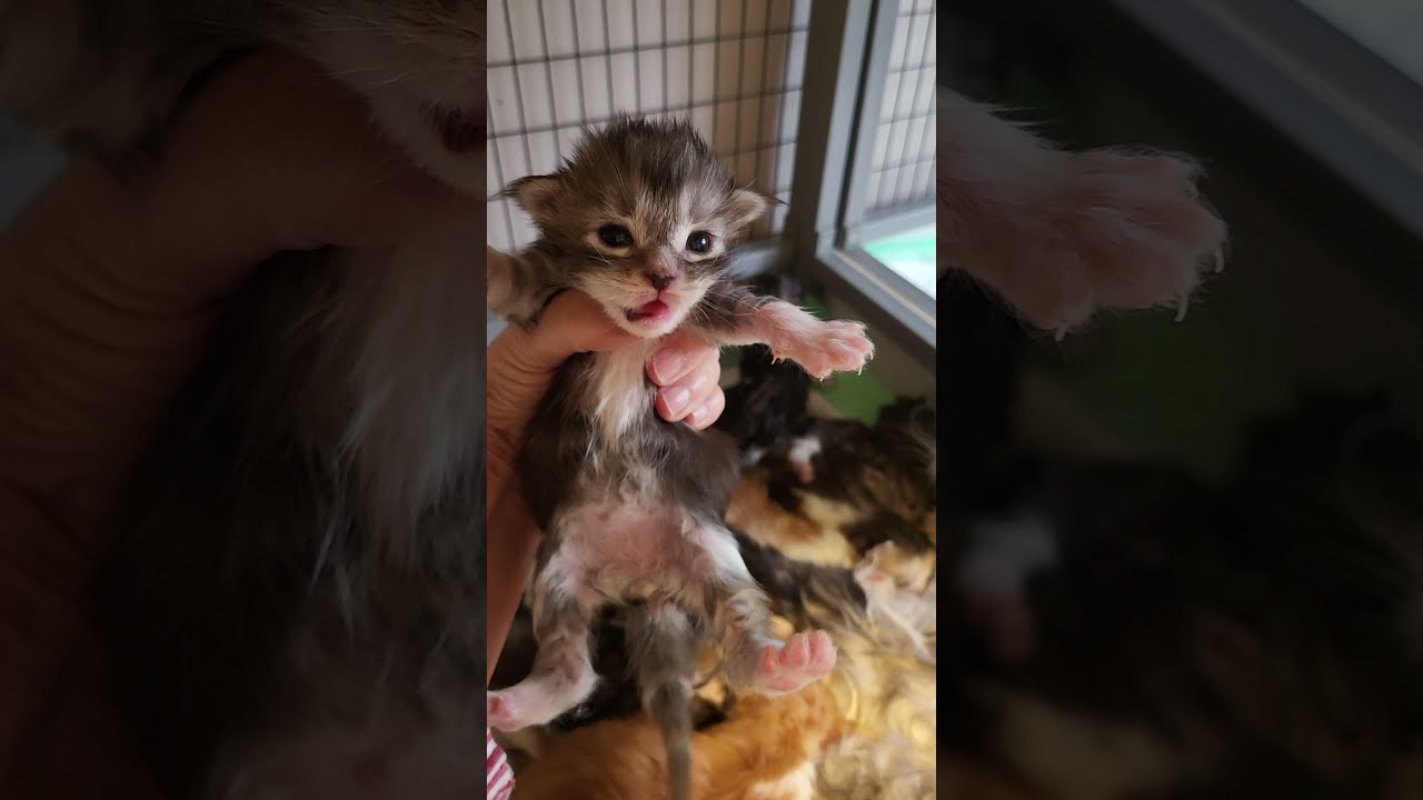 Algiers And Tangiers Kittens 2 Weeks Old, Mainesuspect Maine Coons ...