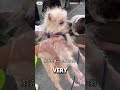 saving a severely neglected balding dog ❤️ animalshorts cute dog