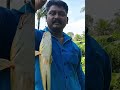 മണ്ണിരയിൽ കിട്ടിയ ചേറുമീൻ shorts shortsfeed fishing