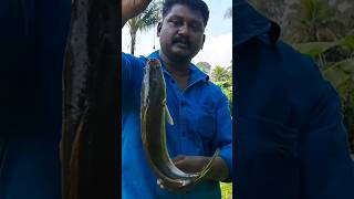 മണ്ണിരയിൽ കിട്ടിയ ചേറുമീൻ#shorts #shortsfeed #fishing