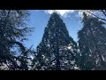 Sequoia Tree - Stanley Park - Vancouver BC 