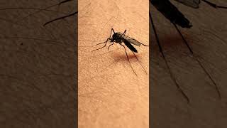 Mosquito bite human skin | Full video in our YouTube Channel #shorts #short #mosquito  #viral