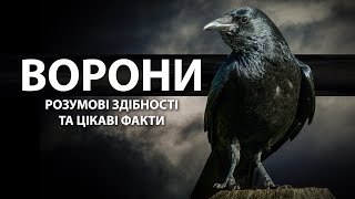 ВОРОНА: Розумний і хитрий птах 🌟 Цікаві факти про птахів