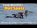 Winter Birding in Southern Maine