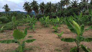 Lakatan Farming|| Banana