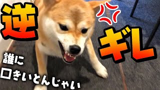 柴犬が逆ギレ！？イタズラを注意すると大変な事に！！