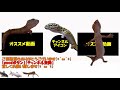 11【アクアリウム】田砂で水草を育てた様子について