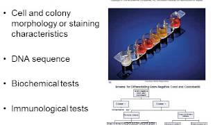 BI280 Chapter 3 Tools of Microbiology - Part 2 of 2