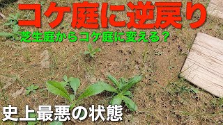 【放置芝生】史上最悪の状態…コケ庭に逆戻り